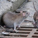tikus got