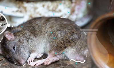 Faktor Penarik Tikus