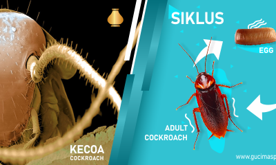 Siklus Hidup Kecoa
