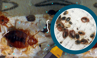 Tanda-Tanda Infestasi Kutu Busuk