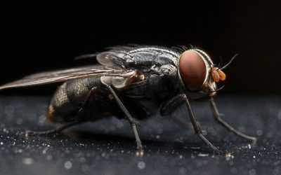 Fakta Mengejutkan Tentang Lalat