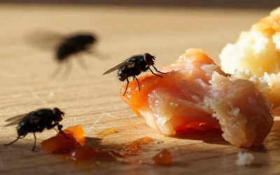 PERTOLONGAN PERTAMA JIKA MAKANAN TERKONTAMINASI LALAT