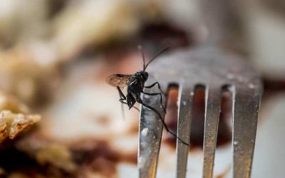 TIPS MELINDUNGI MAKANAN DARI LALAT