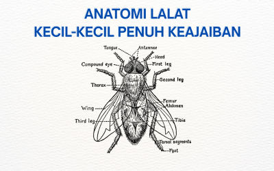 Anatomi Lalat: Kecil-kecil Punya Keajaiban