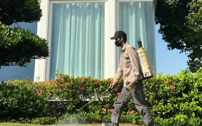 Cara Efektif Menjaga Rumah Tetap Bebas Hama