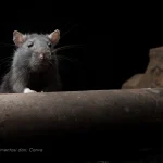 menghilangkan bau tikus