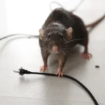 kerugian yang disebabkan tikus