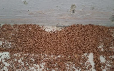 Banyak yang Tidak Tahu: Sering Dikira Debu, Ternyata Kotoran Rayap