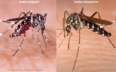 Kembar tapi beda, belum tentu nyamuk Aedes Aegypti