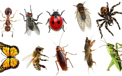 Mengapa Serangga Tetap Bertahan di Bumi Keajaiban Evolusi dan Peran Vital dalam Ekosistem