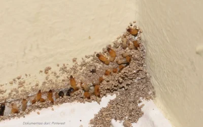 Bahaya Rayap bagi Rumah dan Penghuni serta Cara Sederhana Mengatasinya Sendiri