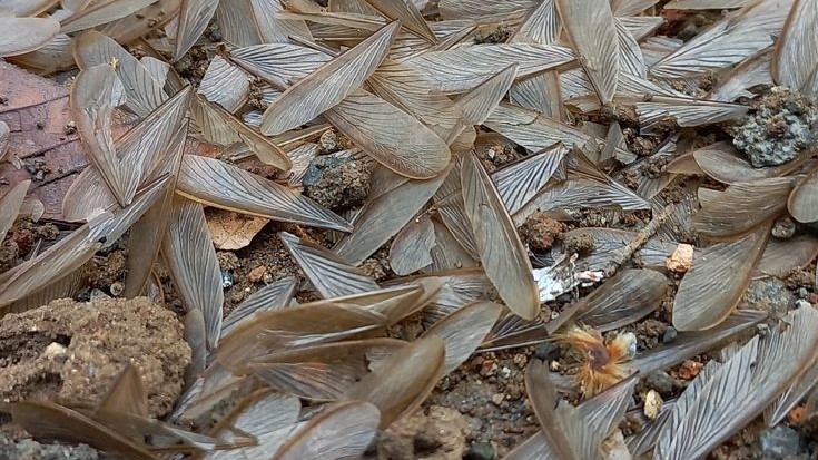 Tumpukan sayap laron putih yang rontok di lantai dekat jendela tanda koloni rayap baru
