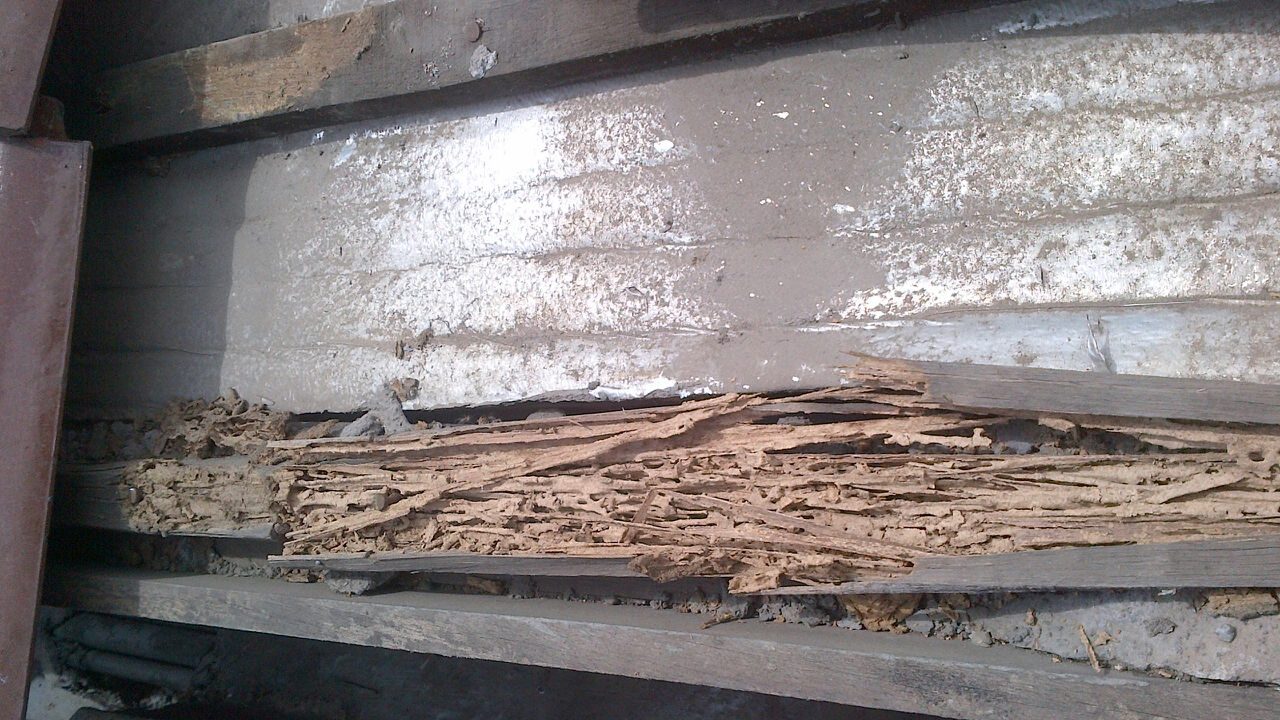 Ilustrasi kayu berongga yang digerogoti rayap saat diketuk dengan jari tanda bahaya rayap rumah di Tangerang Selatan