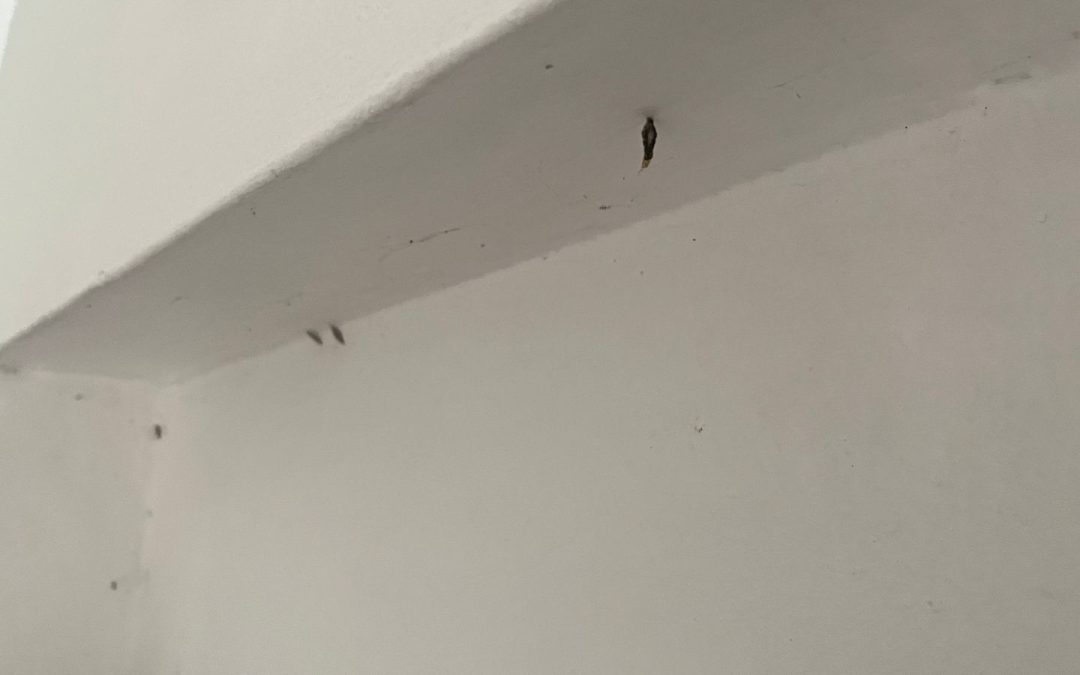 kamitetep di sudut rumah kamu