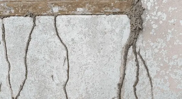 Tabung lumpur rayap menempel di dinding rumah jalur pergerakan rayap tanah