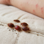 kutu busuk (bed bugs) bahaya untuk manusia