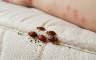 Wabah Kutu Busuk Megintai Rumah