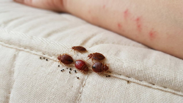 kutu busuk (bed bugs) bahaya untuk manusia