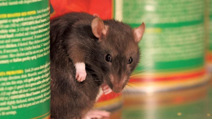 apakah obat tikus efektif untuk membunuh tikus