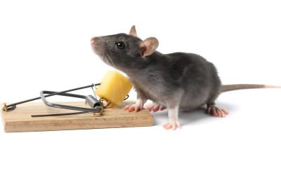 Cara Usir Tikus dari Rumah