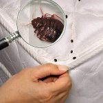 kutu busuk atau bedbugs tidak terlihat mengintai anda