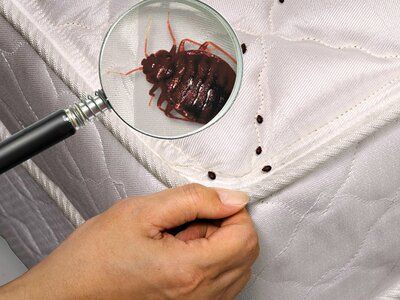 kutu busuk atau bedbugs tidak terlihat mengintai anda