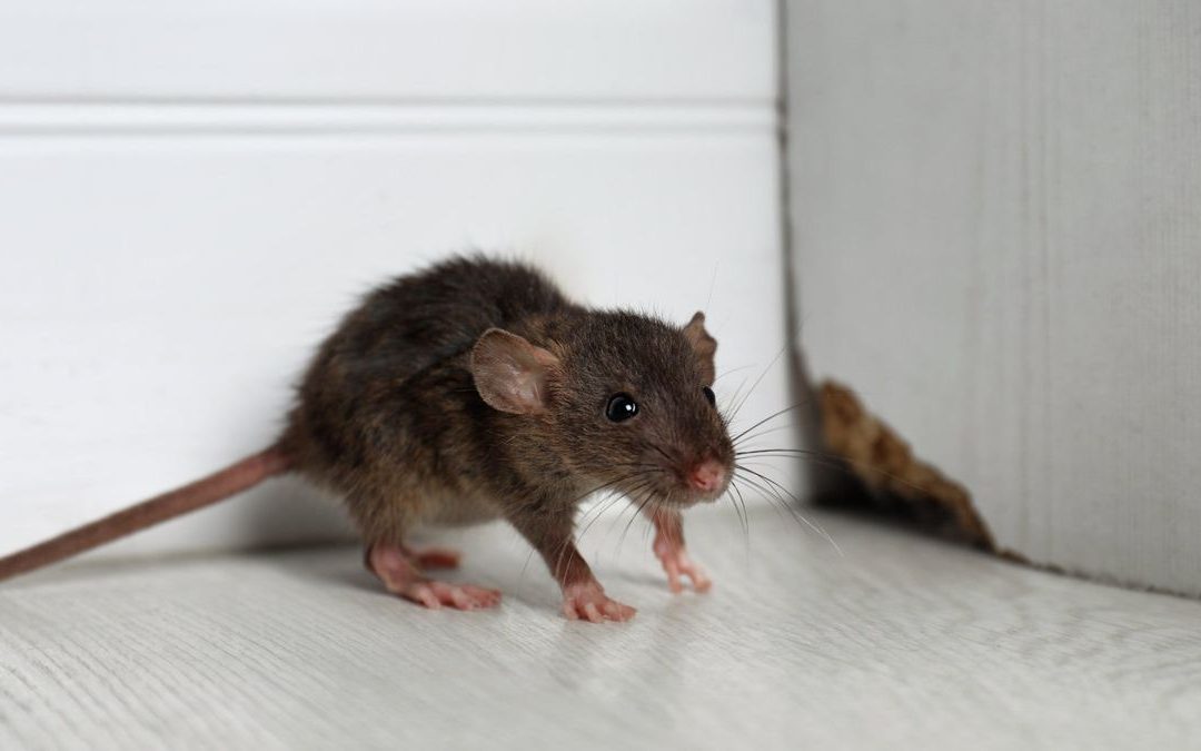 tikus diam-diam masuk rumah