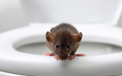 Kenapa Hantavirus Sangat Berbahaya?
