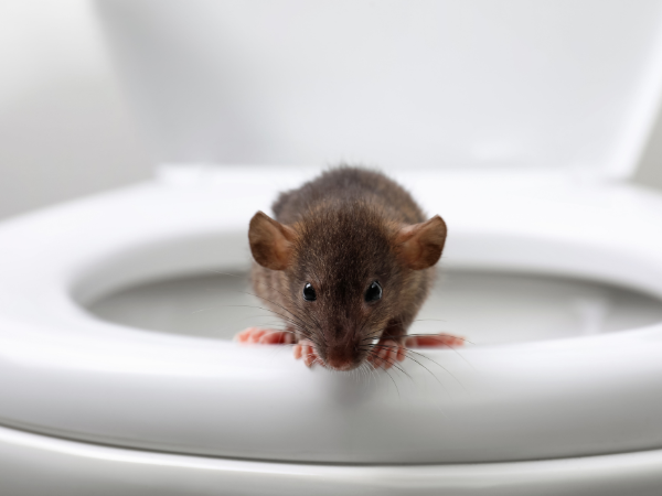 bahaya urine tikus untuk kesehatan