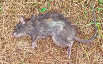 Penyakit yang Ditularkan dari Bangkai Tikus