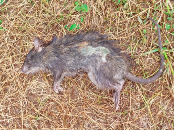 bahaya bangkai tikus untuk kesehatan