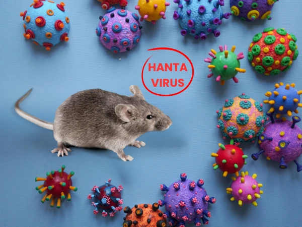 kasus hantavirus yang berasal dari tikus