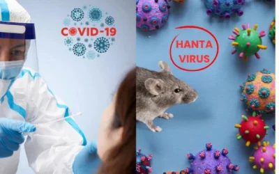 Perbedaan Hantavirus Dengan Covid-19