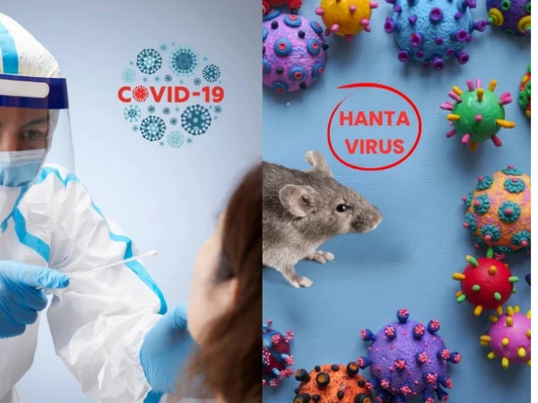 perbedaan covid-19 vs hantavirus