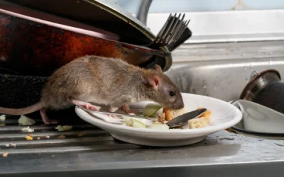 Jaga Kebersihan Rumah Waspadai Hantavirus