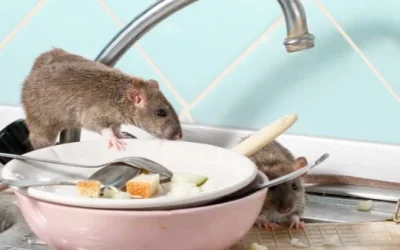 Ternyata Tikus Sering Bersarang Di Tempat Ini