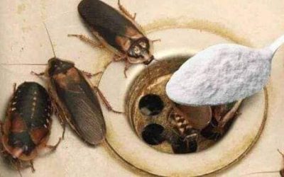 Tips Praktis Mengusir Kecoa dengan Aman