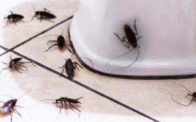 Alasan Kenapa Kecoa di Kamar Mandi Harus Dibasmi