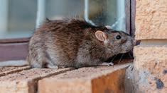 tikus kabur karna mencium bau ini
