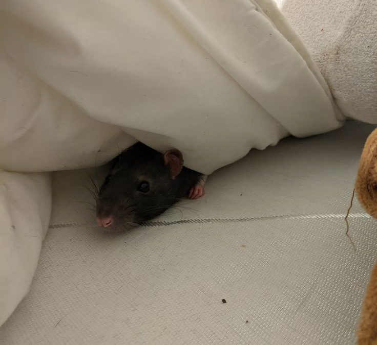tikus di kamar anak