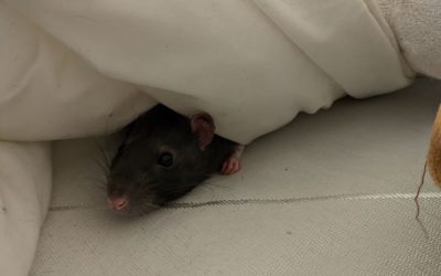 Kamar Anak Paling Disukai Tikus, Kenapa?