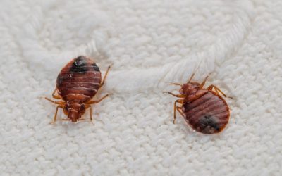 Kutu Busuk Bisa Bertahan Setahun Tanpa Makan