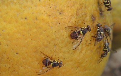Kenapa Lalat Buah Sangat Mengganggu?