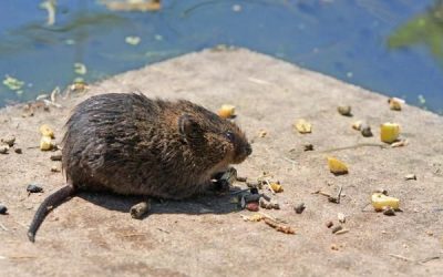 Tikus Bisa Ingat Rute Jalan yang Sama