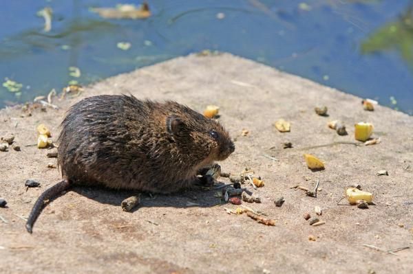 tikus bisa tau rute perjalanan yg sama?