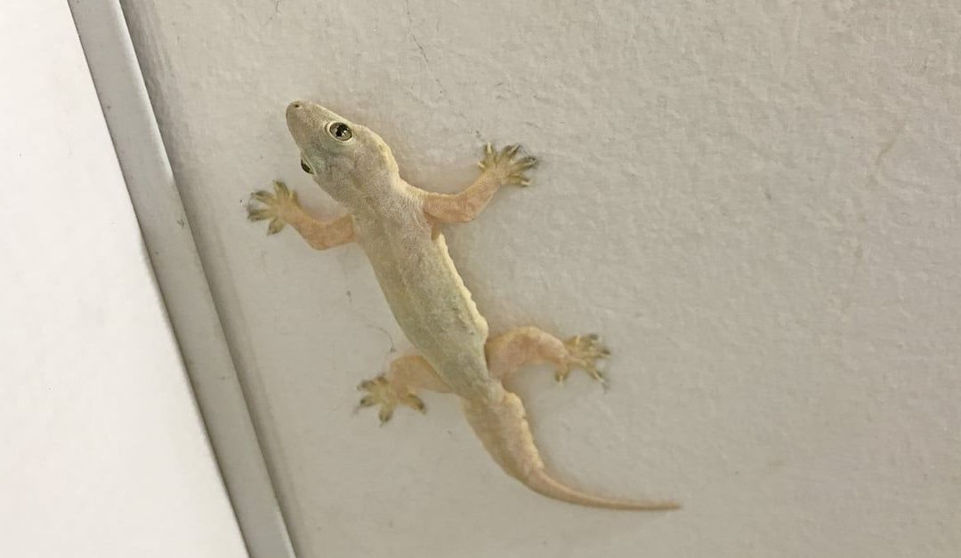 cicak di rumah