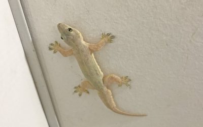 Banyak Cicak Di Rumah Pertanda Apa?