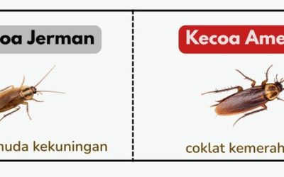 Bedanya Kecoa Amerika vs Kecoa Jerman