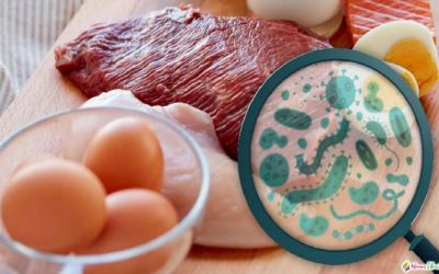 Apa Itu Bakteri E.Coli & Salmonella?