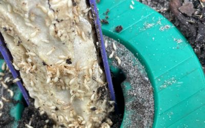 Soil Treatment atau Baiting, Mana yang Tepat?
